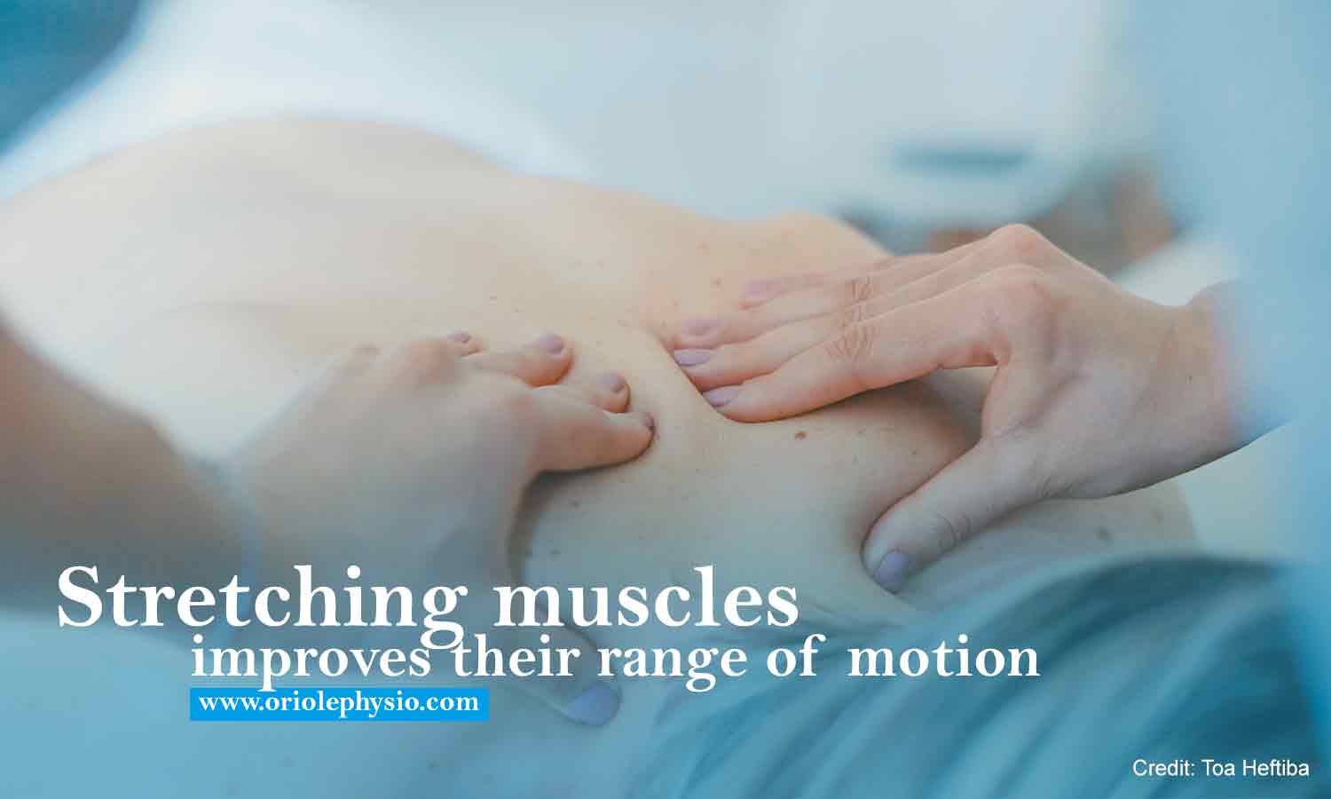 Stretching muscles improves their range of motion